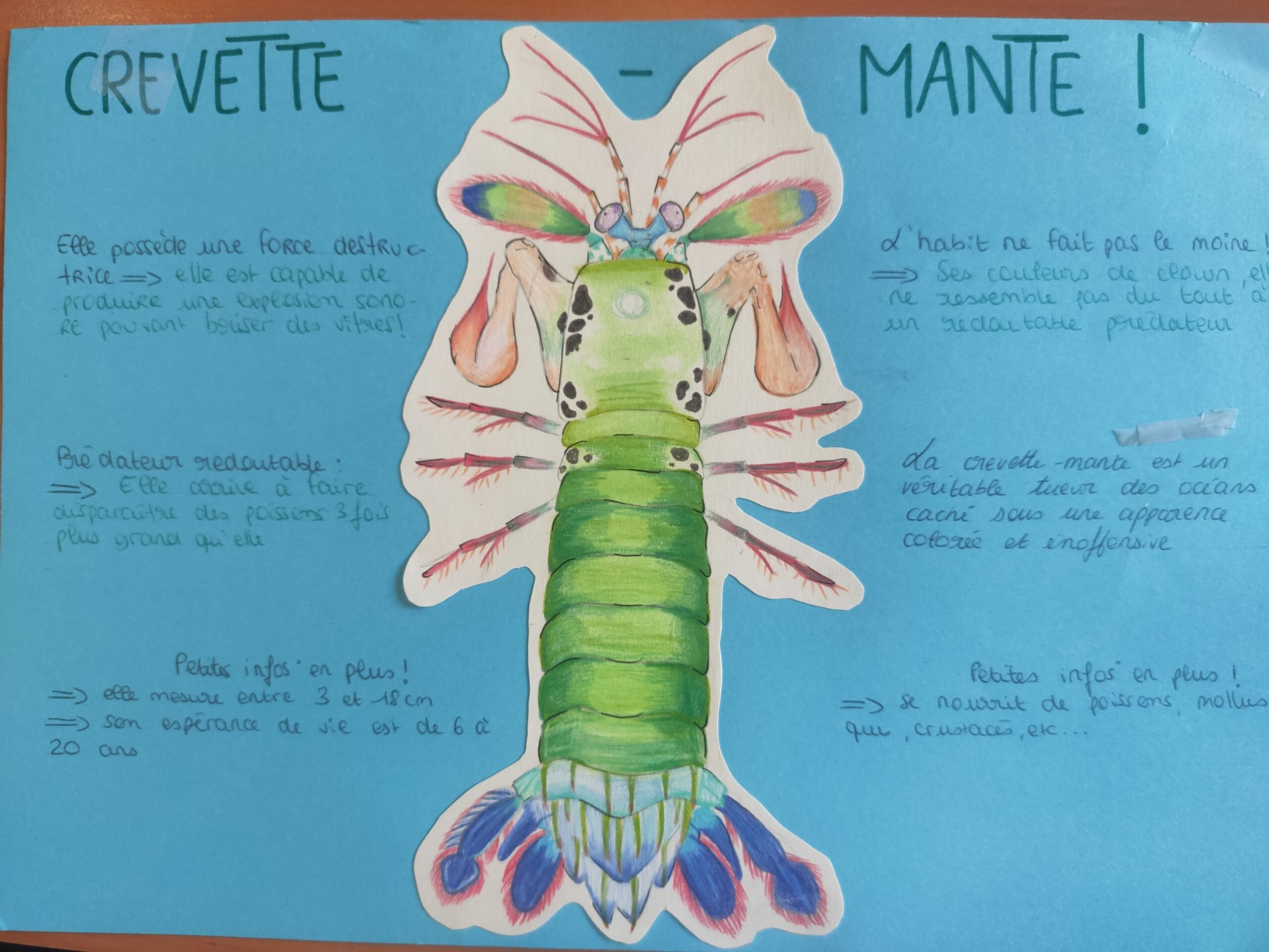 crevette mante